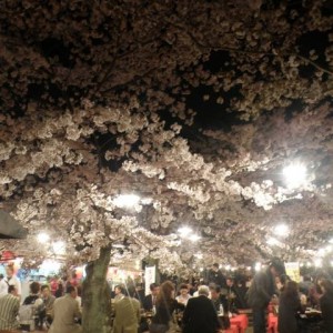 Πάρκο Maruyama, Kyoto