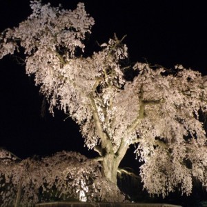 Η διάσημη τεράστια κερασιά στο πάρκο Maruyama, Kyoto