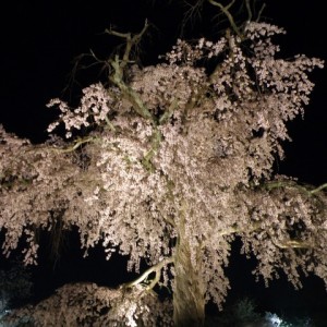 Η τεράστια κερασιά στο πάρκο Maruyama, Kyoto