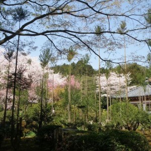 Στους κήπους του ναού Ryoan-ji, Kyoto