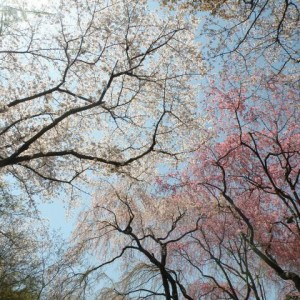 Ανθισμένες κερασιές, Ryoan-ji, Kyoto