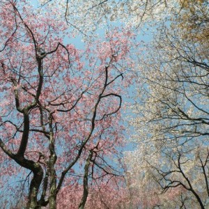 Ανθισμένες κερασιές, Ryoan-ji, Kyoto