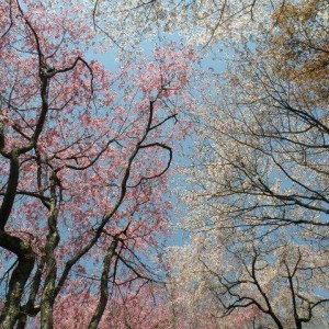 Ανθισμένες κερασιές, Ryoan-ji, Kyoto