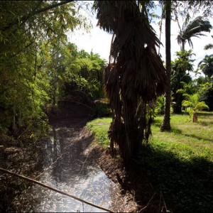 Cuba - Βοτανικός κήπος Σολεδάδ