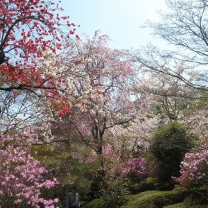 Στο ναό Tenryu-ji, Kyoto