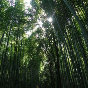 Δάσος από μπαμπού, Kyoto