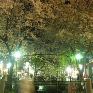 Περιοχή Pontocho, Kyoto