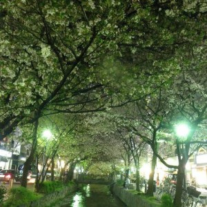 Περιοχή Pontocho, Kyoto