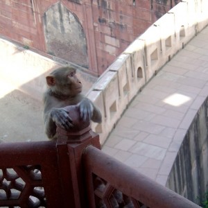 Monkey in Red Fort (India, Agra)