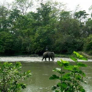 The Elephant Man (Nepal, Chitwan NP)