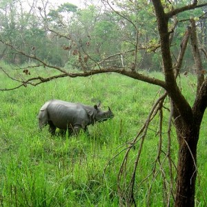 Rhino Safari (Nepal, Chitwan NP)