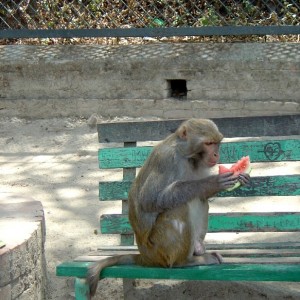 Happy Monkey (Nepal, Kathmandu)