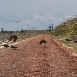 Cuba - η σφαγή των καβουριών