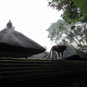 Μαιμουδακια στο Monkey Forest στο Ubud