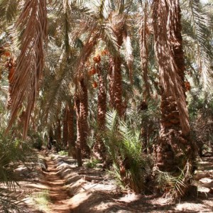 Bahariya Oasis