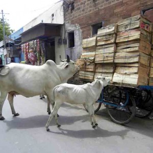 Jodhpur, πεινασμενες αγελαδιτσες
