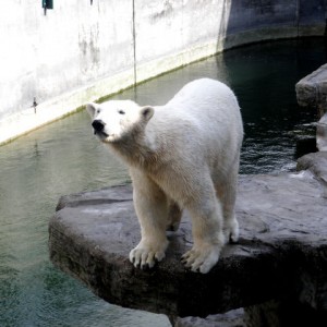 Polar BEA-GRRRR Vienna