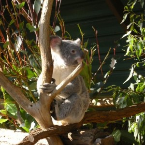 Lone Pine Koala Sanctuary