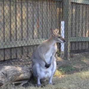 Lone Pine Koala Sanctuary