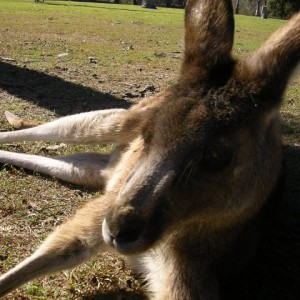 Lone Pine Koala Sanctuary