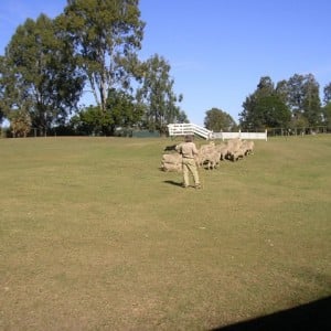 Lone Pine Koala Sanctuary