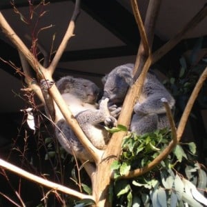 Lone Pine Koala Sanctuary