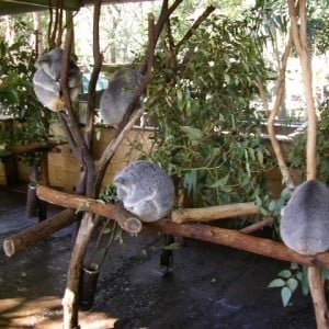 Lone Pine Koala Sanctuary