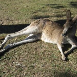 Lone Pine Koala Sanctuary