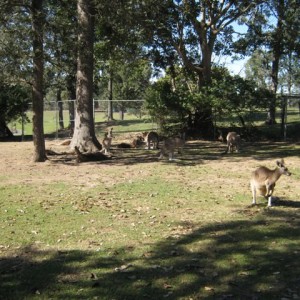 Lone Pine Koala Sanctuary