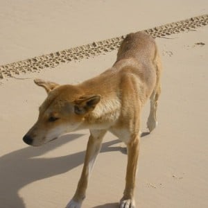 Dingo, Fraser Island