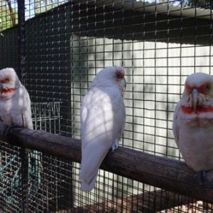 Featherdale Wildlife Park