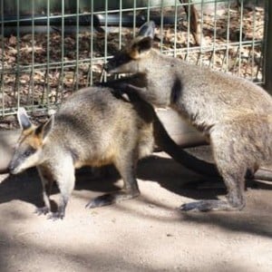 Featherdale Wildlife Park