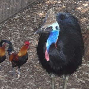 Featherdale Wildlife Park