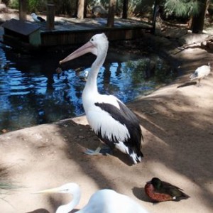 Featherdale Wildlife Park