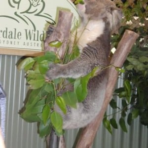 Featherdale Wildlife Park