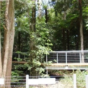 Rainforest Boardwalk