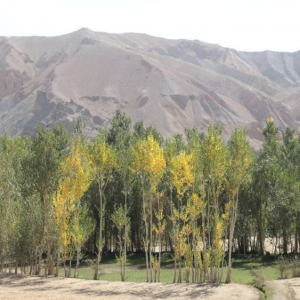 Bamyan