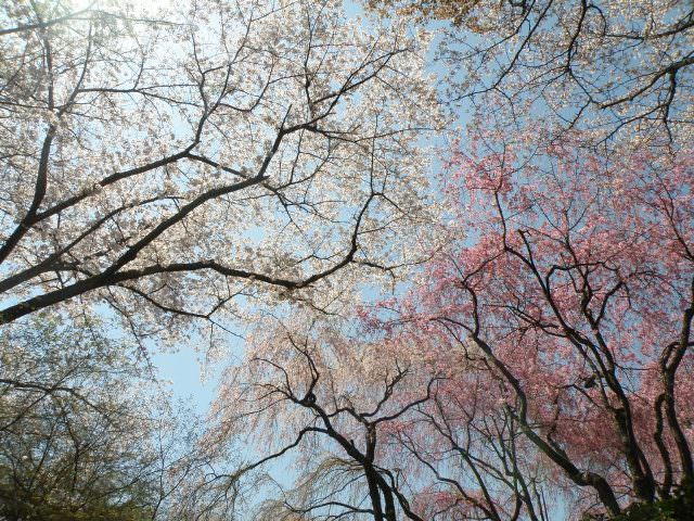 Ανθισμένες κερασιές, Ryoan-ji, Kyoto