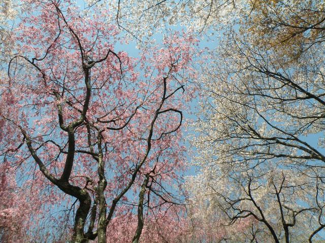 Ανθισμένες κερασιές, Ryoan-ji, Kyoto