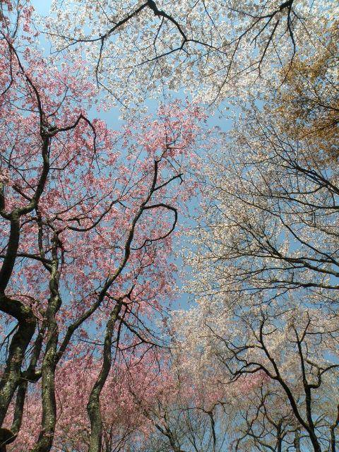 Ανθισμένες κερασιές, Ryoan-ji, Kyoto