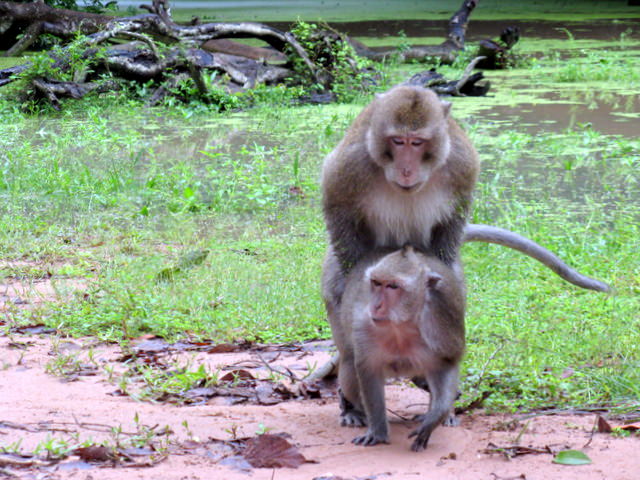 Αngkor Wat