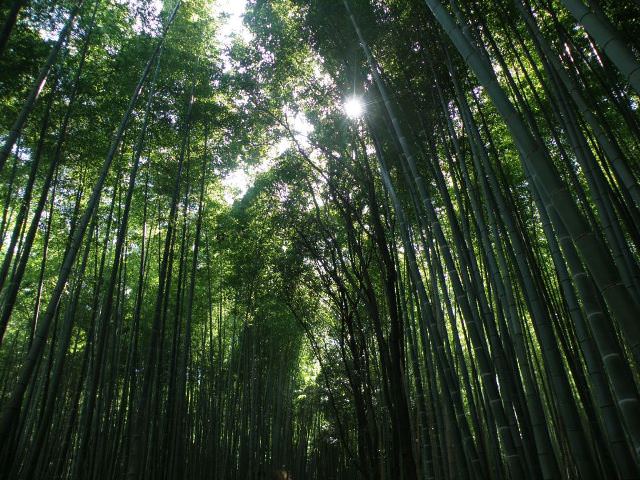 Δάσος από μπαμπού, Kyoto