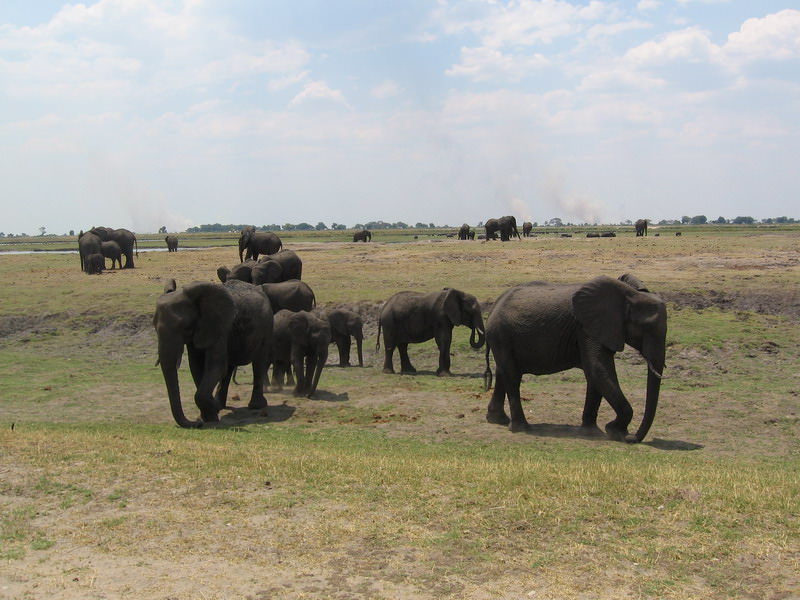 Ελέφαντες στο Chobe