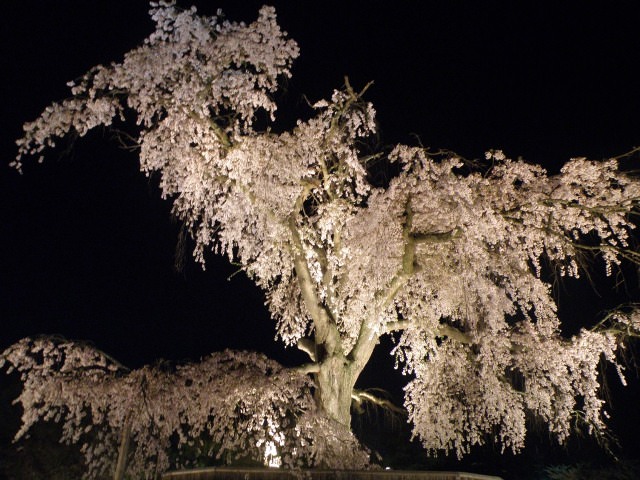 Η διάσημη τεράστια κερασιά στο πάρκο Maruyama, Kyoto