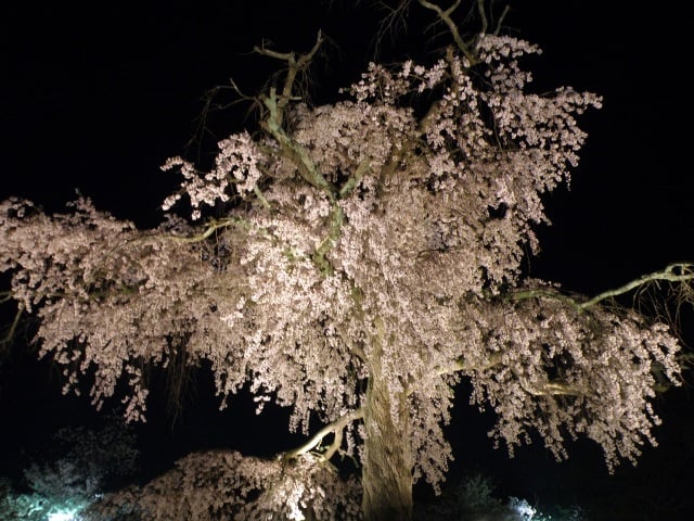 Η τεράστια κερασιά στο πάρκο Maruyama, Kyoto