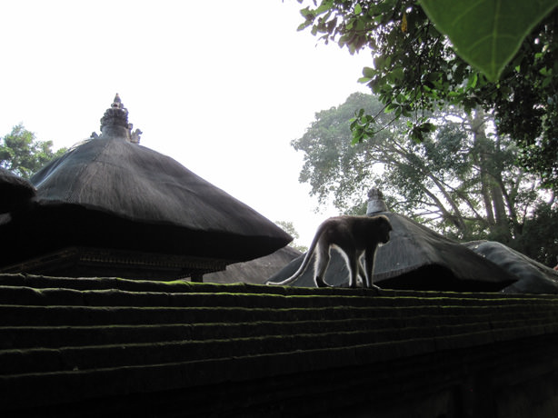 Μαιμουδακια στο Monkey Forest στο Ubud