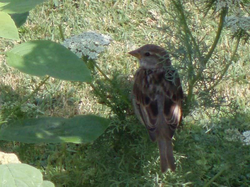 Στον κηπο των φυτων jardine de plantes