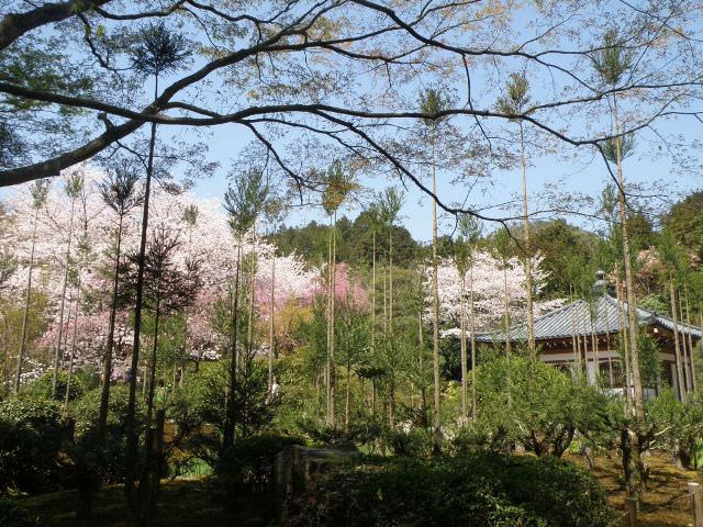 Στους κήπους του ναού Ryoan-ji, Kyoto