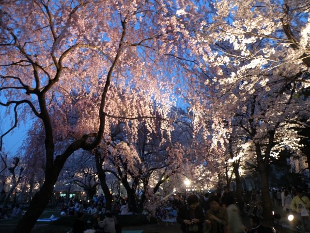 Στο cherry blossom festival της Takada