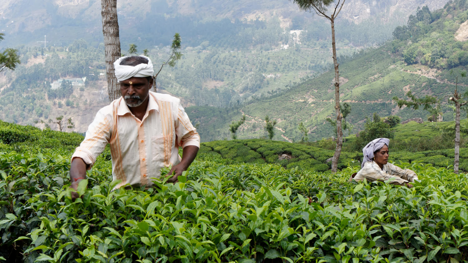 Συλλέγοντας τα φύλλα τσαγιού. Munnar, Kerala